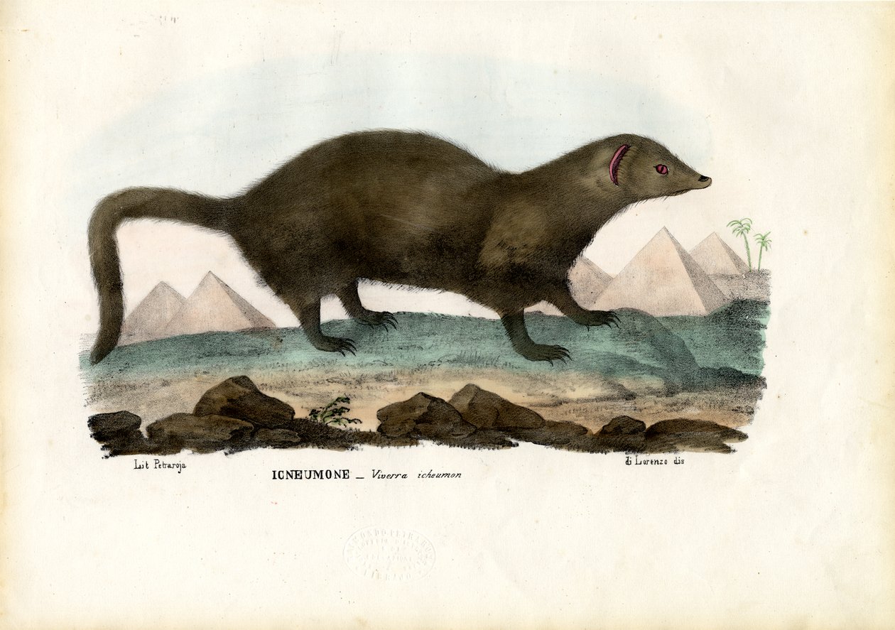 Mısır Firavun faresi, 1863-79 by Raimundo Petraroja