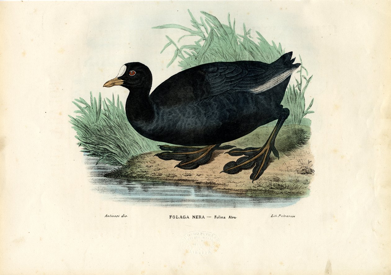Avrasya Suyu, 1863-79 by Raimundo Petraroja