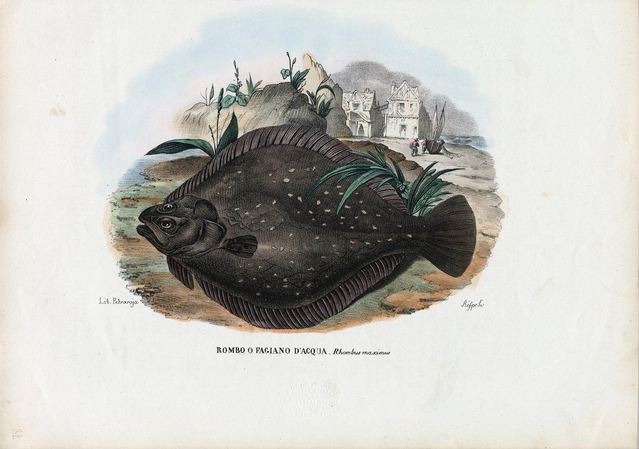 Avrupa Pisi Balığı, 1863-79 by Raimundo Petraroja