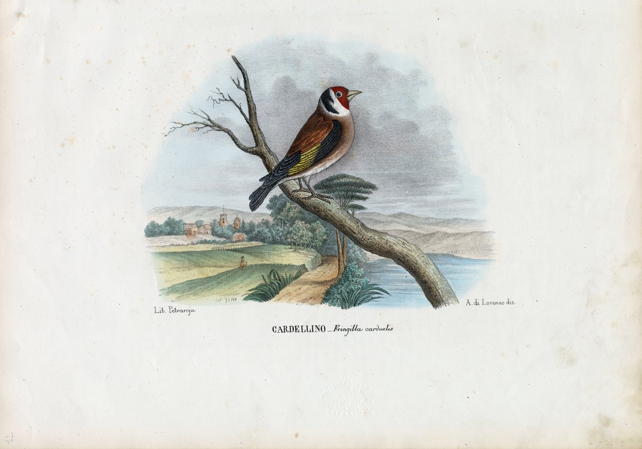 European Goldfinch, 1863-79  by Raimundo Petraroja