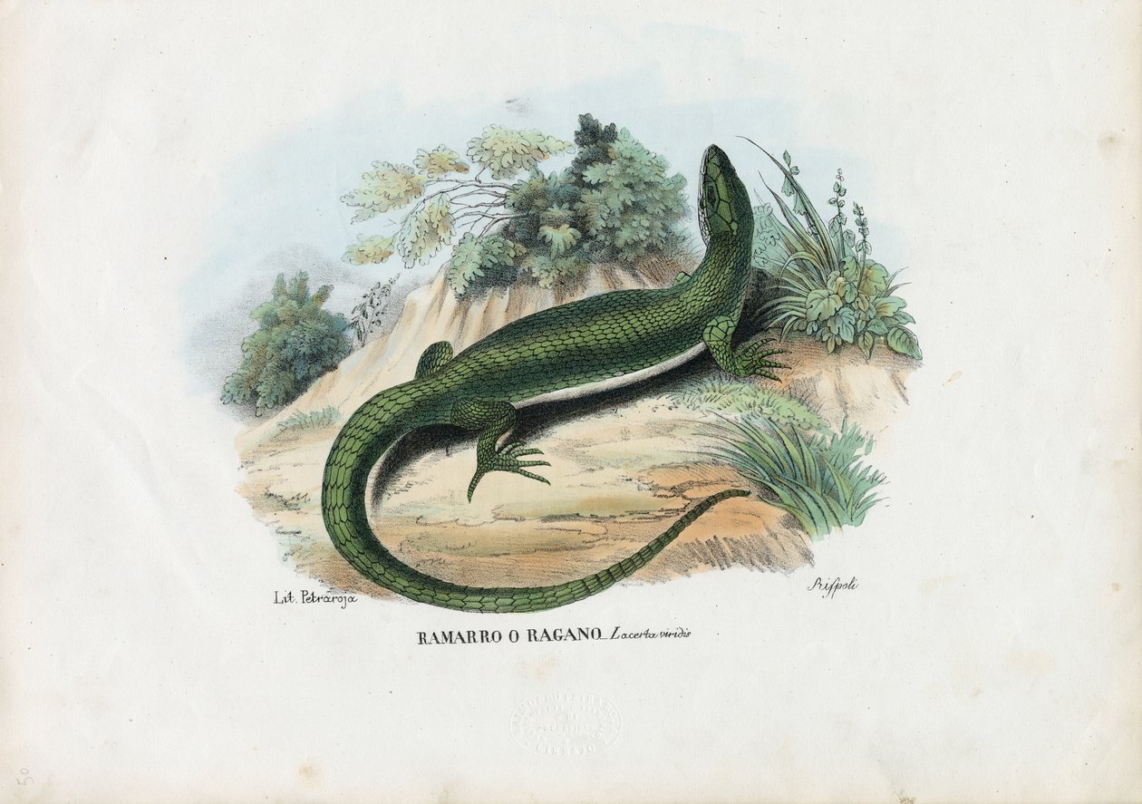 ಯುರೋಪಿಯನ್ ಗ್ರೀನ್ ಹಲ್ಲಿ, 1863-79 ಟರ್ಕ್ by Raimundo Petraroja