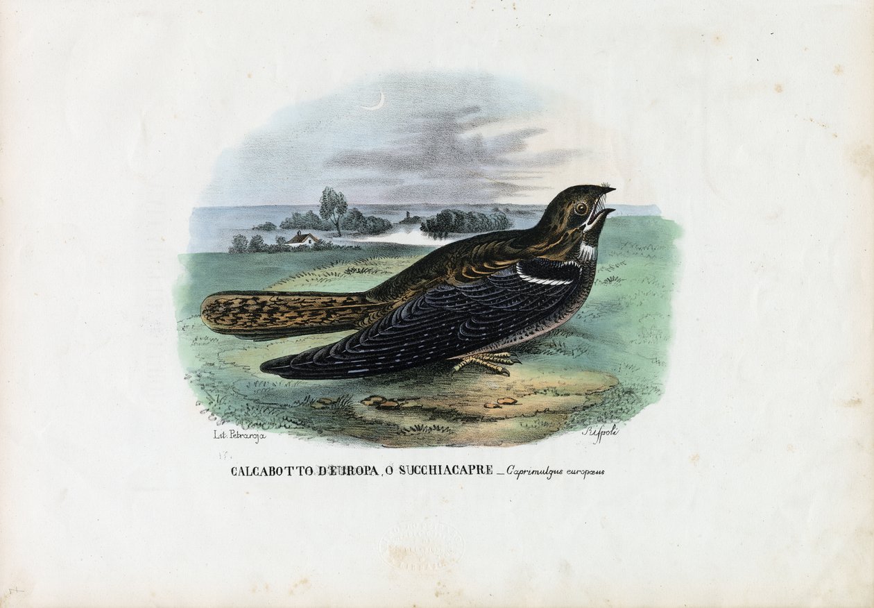 Avrupa Nightjar, 1863-79 by Raimundo Petraroja