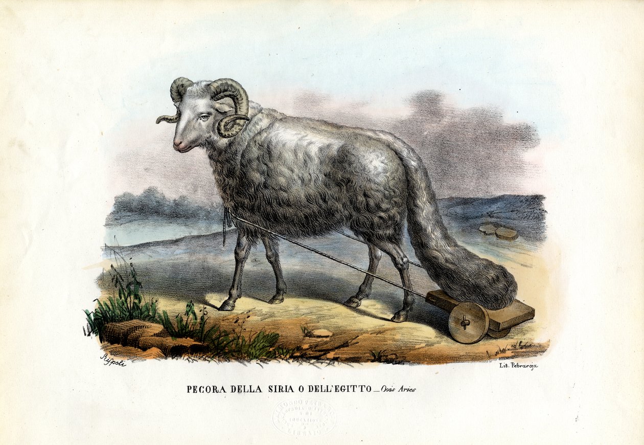 Yağlı Kuyruklu Koyun, 1863-79 by Raimundo Petraroja