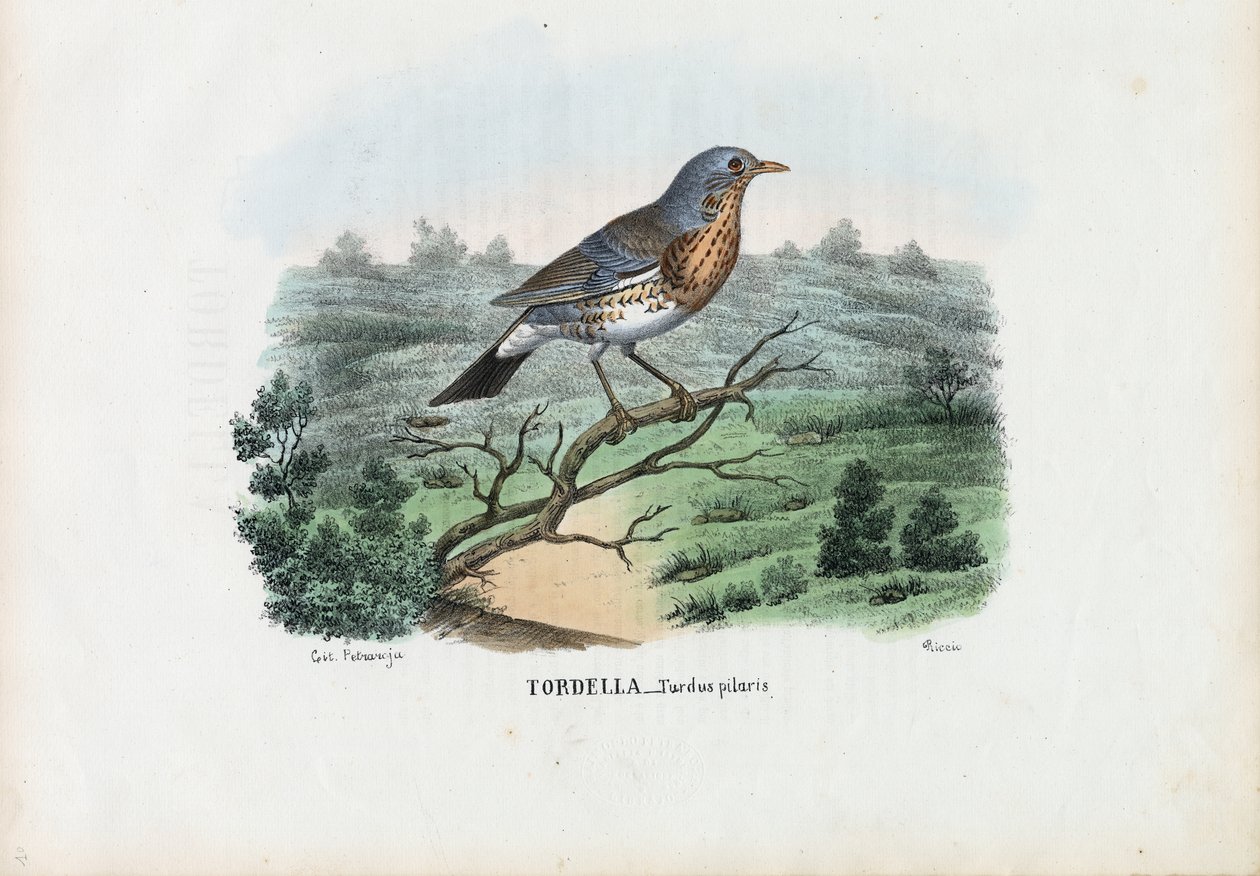 Fieldfare, 1863-79 by Raimundo Petraroja