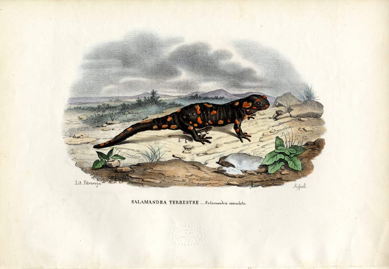 Ateş Semenderi, 1863-79 by Raimundo Petraroja