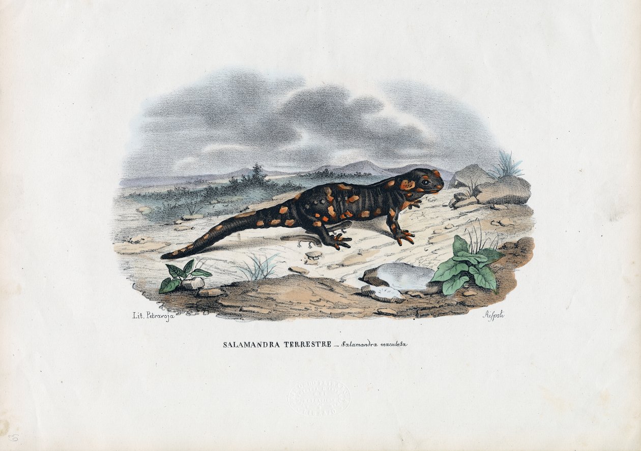 Ateş Semenderi, 1863-79 by Raimundo Petraroja