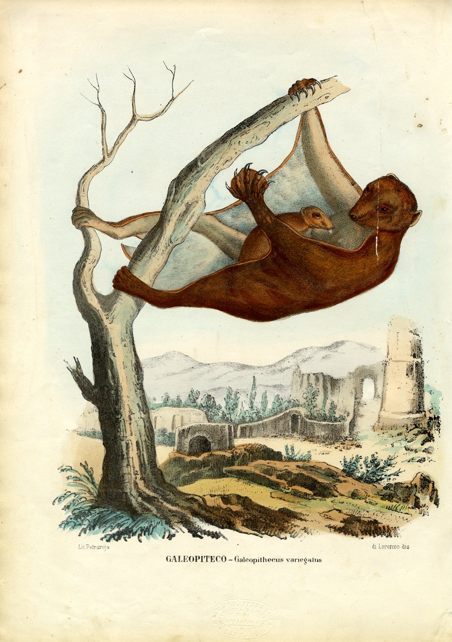 Uçan Lemur, 1863-79 by Raimundo Petraroja