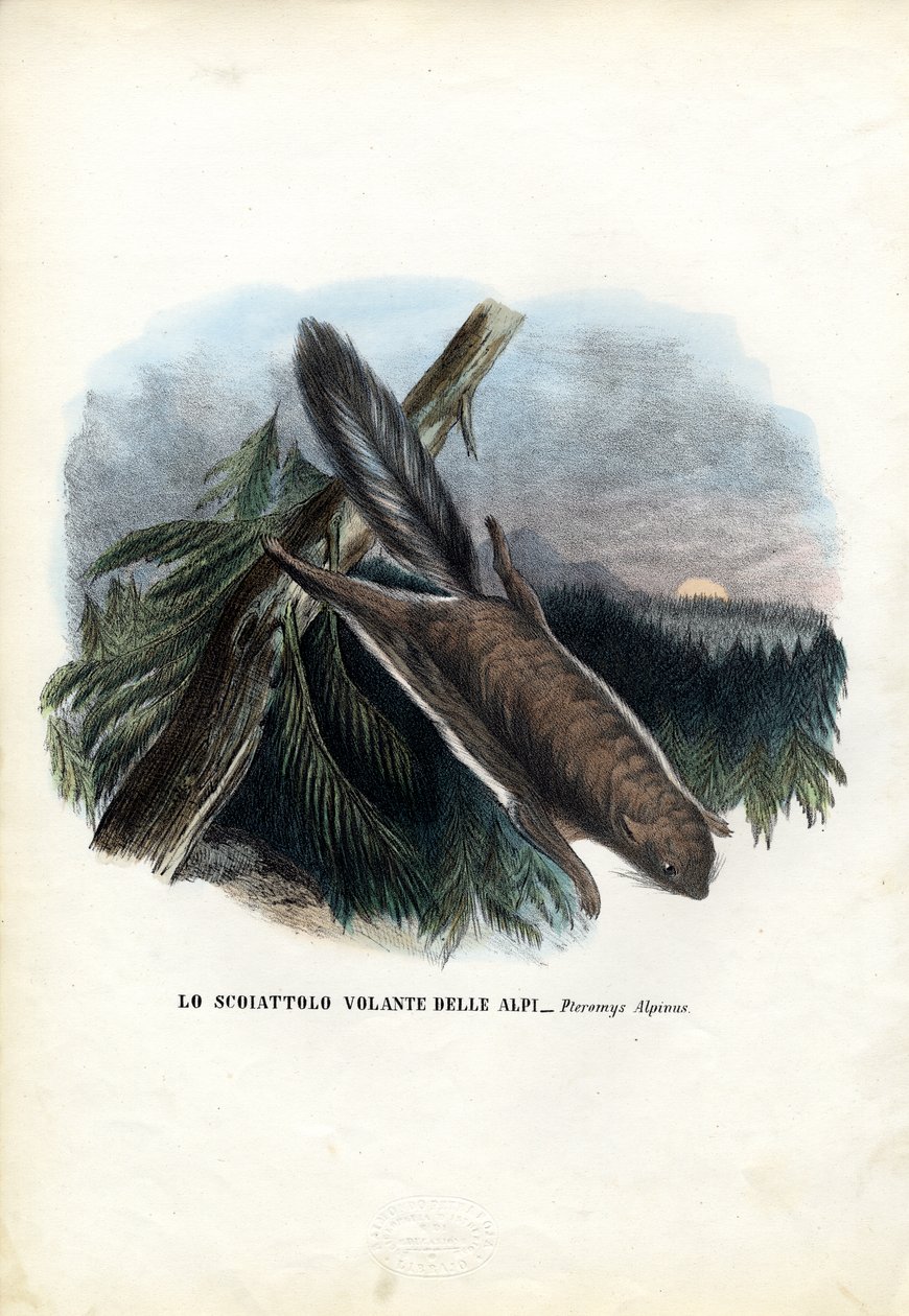 Uçan Sincap, 1863-79 by Raimundo Petraroja