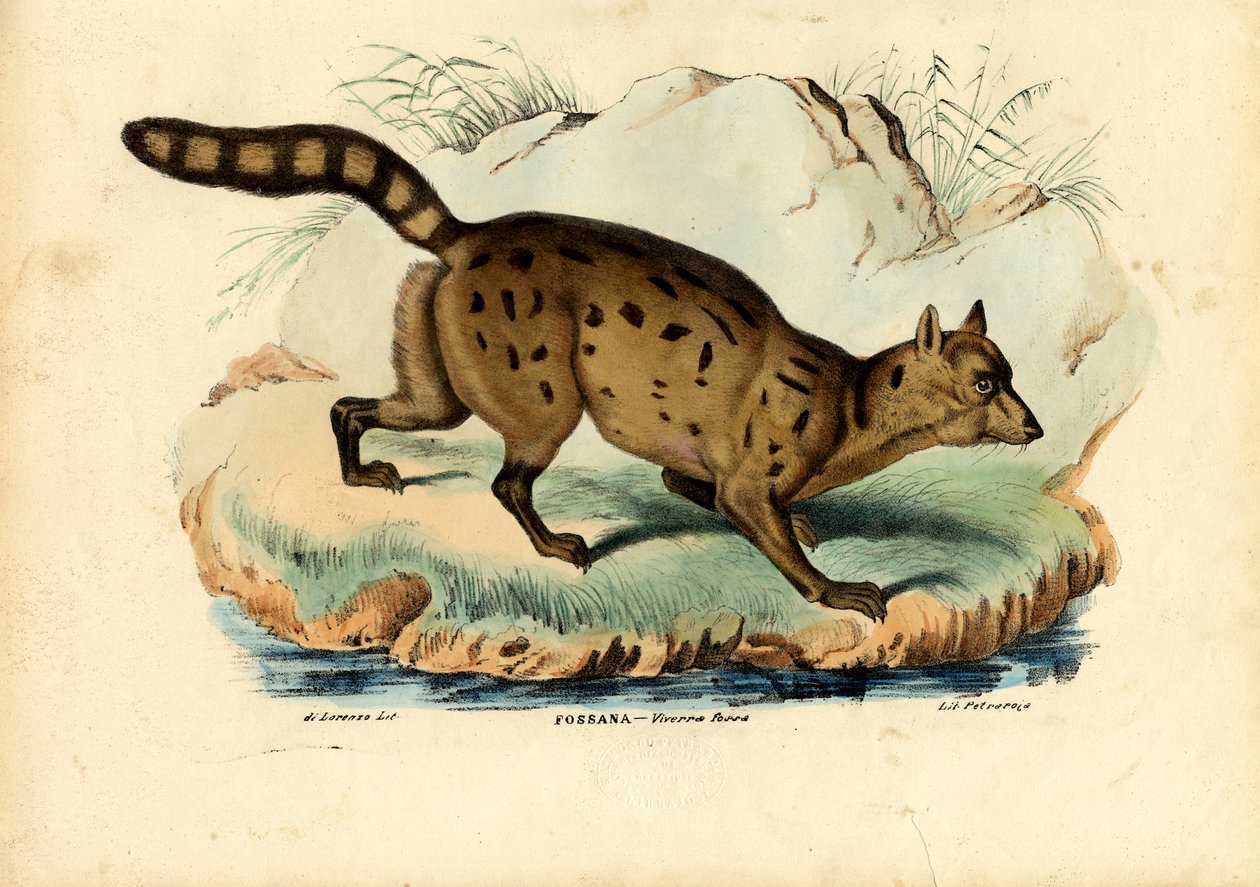 Fossa, 1863-79 by Raimundo Petraroja