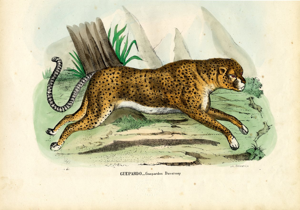 Gepard, 1863-79 by Raimundo Petraroja