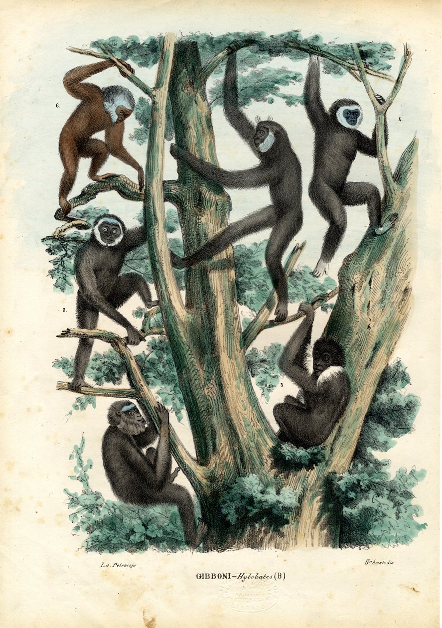 Gibbons, 1863-79 by Raimundo Petraroja