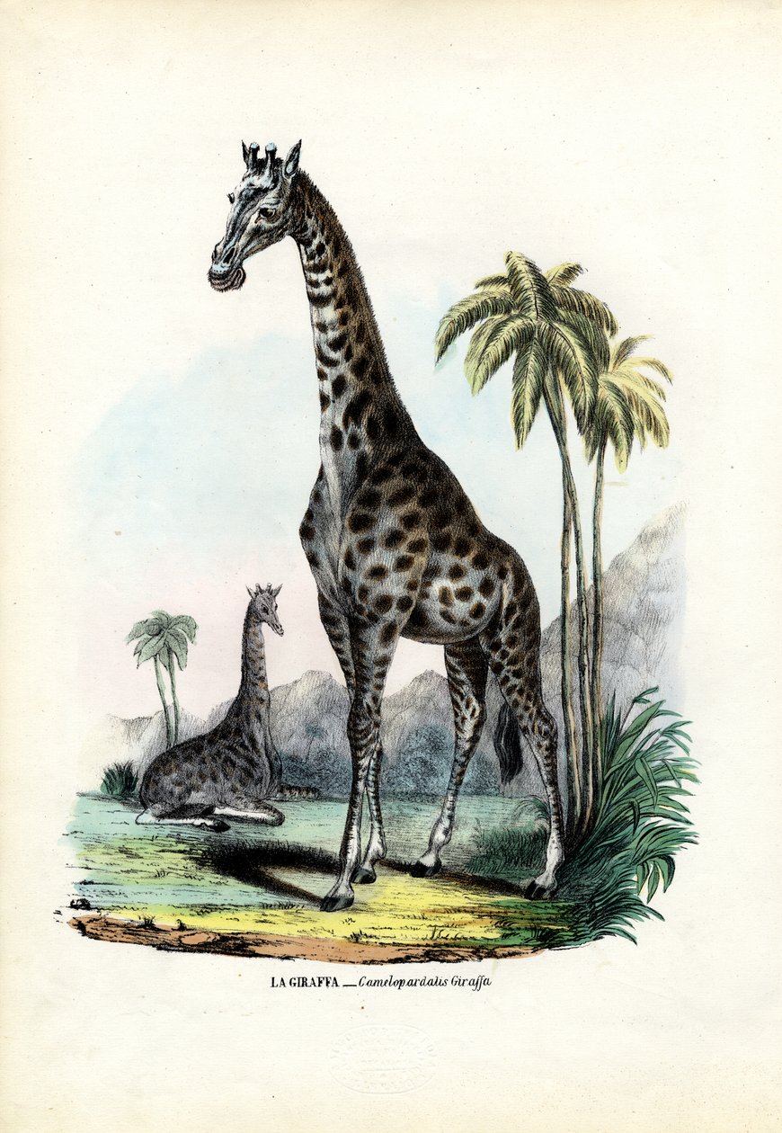 Zürafa, 1863-79 by Raimundo Petraroja