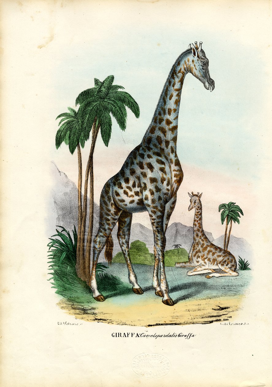 Zürafa, 1863-79 by Raimundo Petraroja