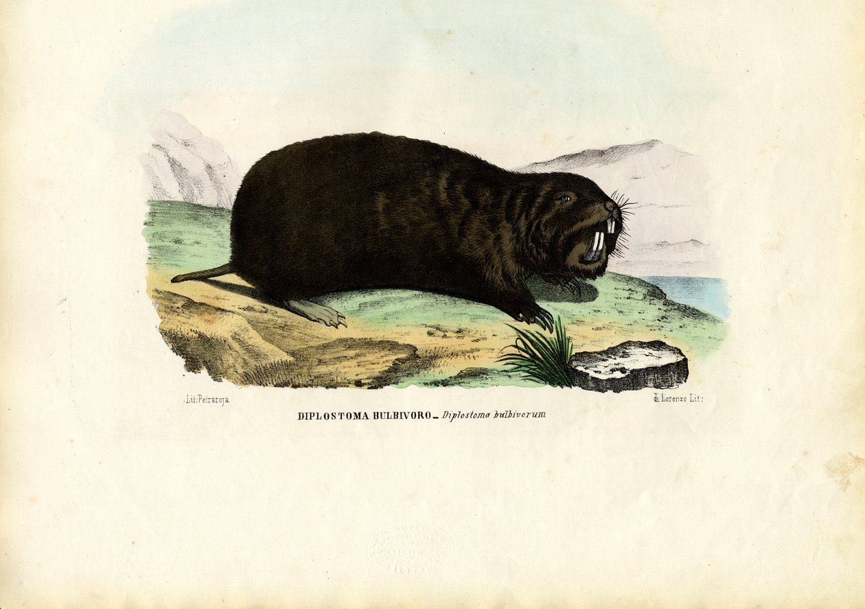 Gopher, 1863-79 by Raimundo Petraroja