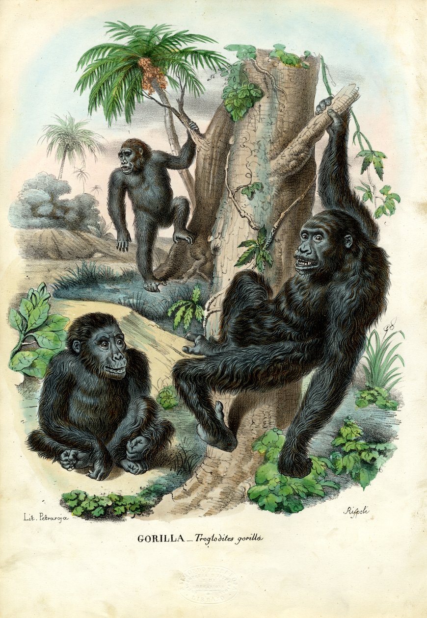 Goril, 1863-79 by Raimundo Petraroja