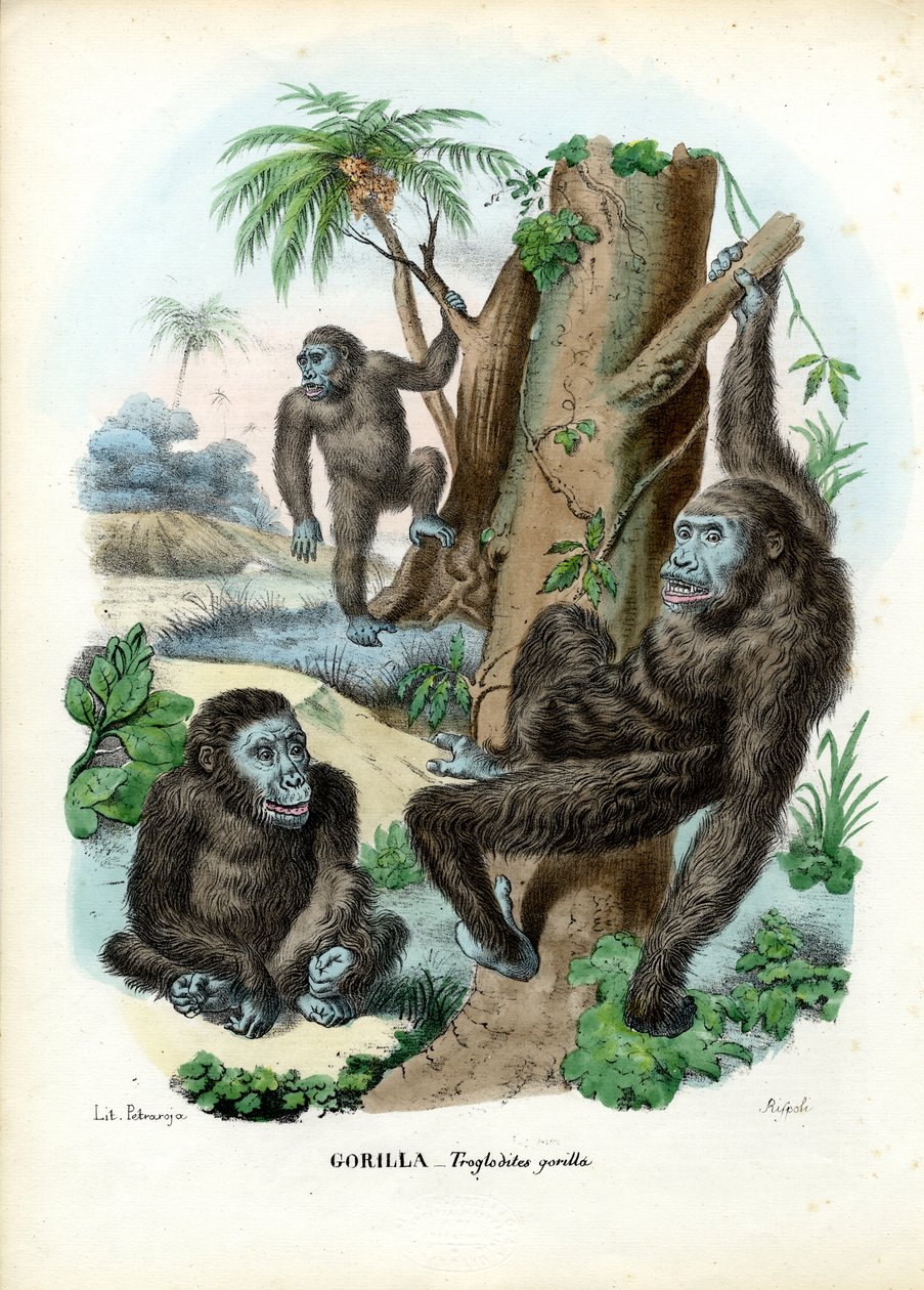 ಗೊರಿಲ್ಲಾ, 1863-79 ಟರ್ಕ್ by Raimundo Petraroja