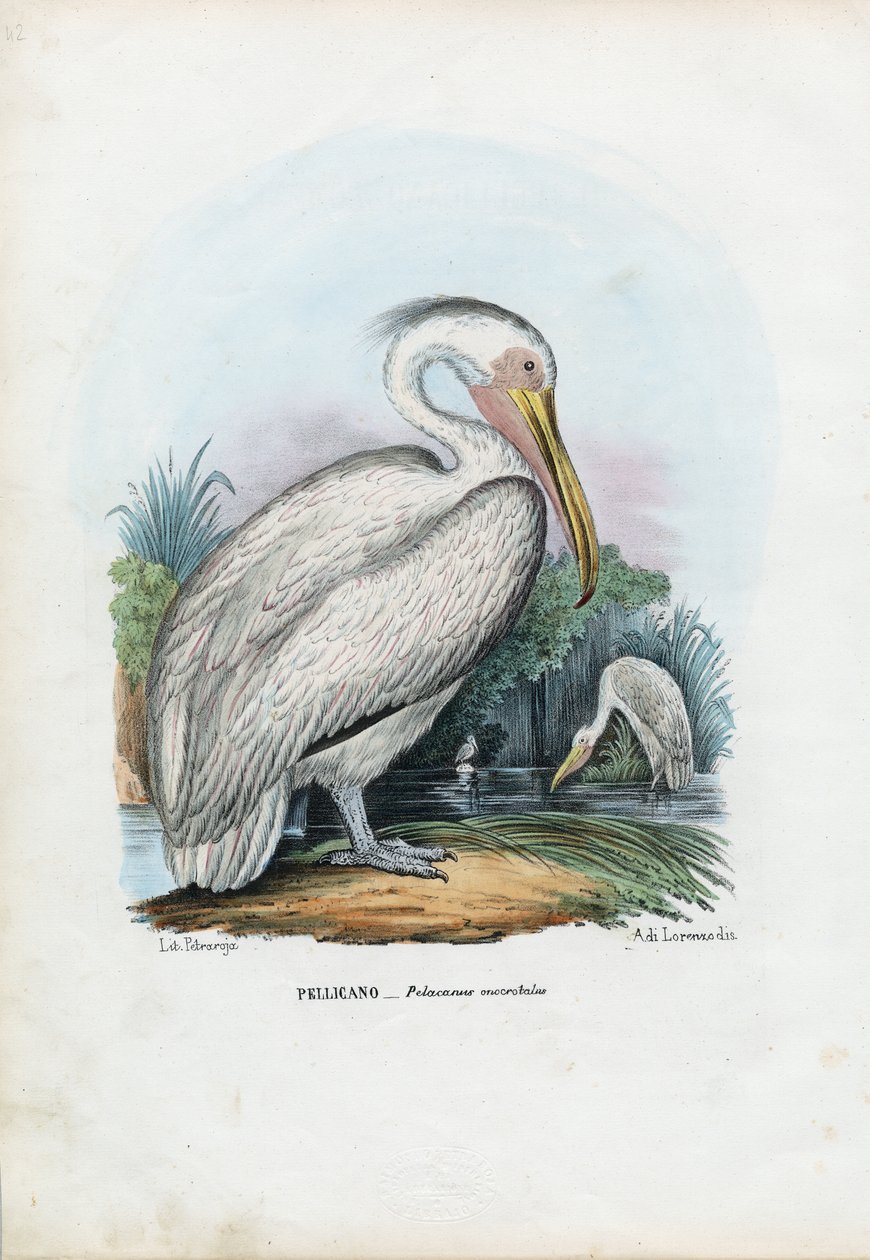 Büyük Beyaz Pelikan, 1863-79 by Raimundo Petraroja