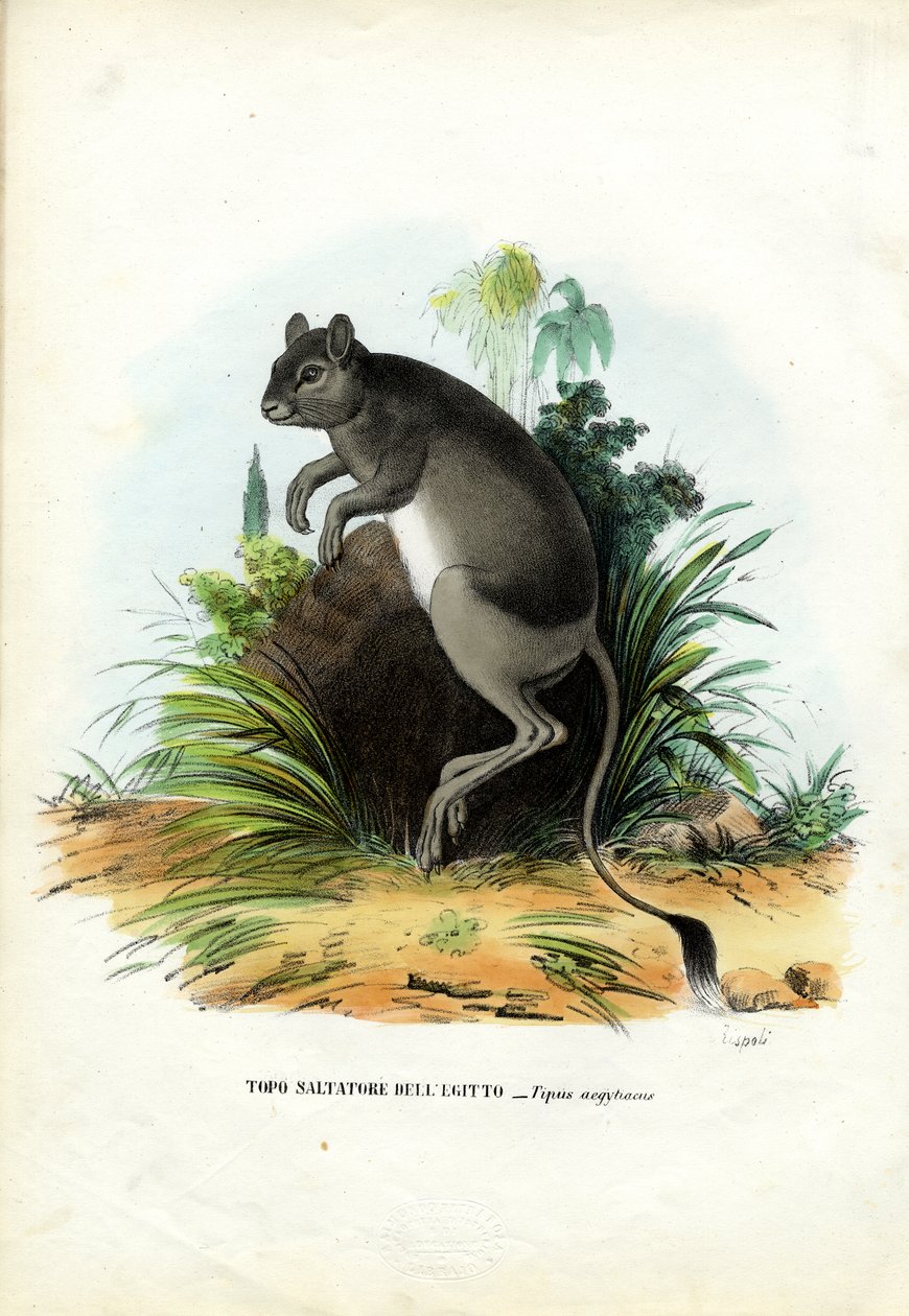 Büyük Mısır Jerboa, 1863-79 by Raimundo Petraroja