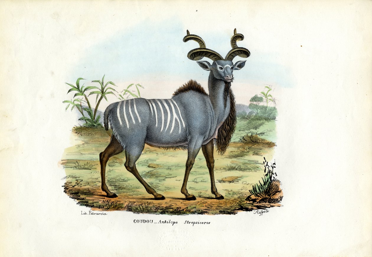 Büyük Kudu, 1863-79 by Raimundo Petraroja
