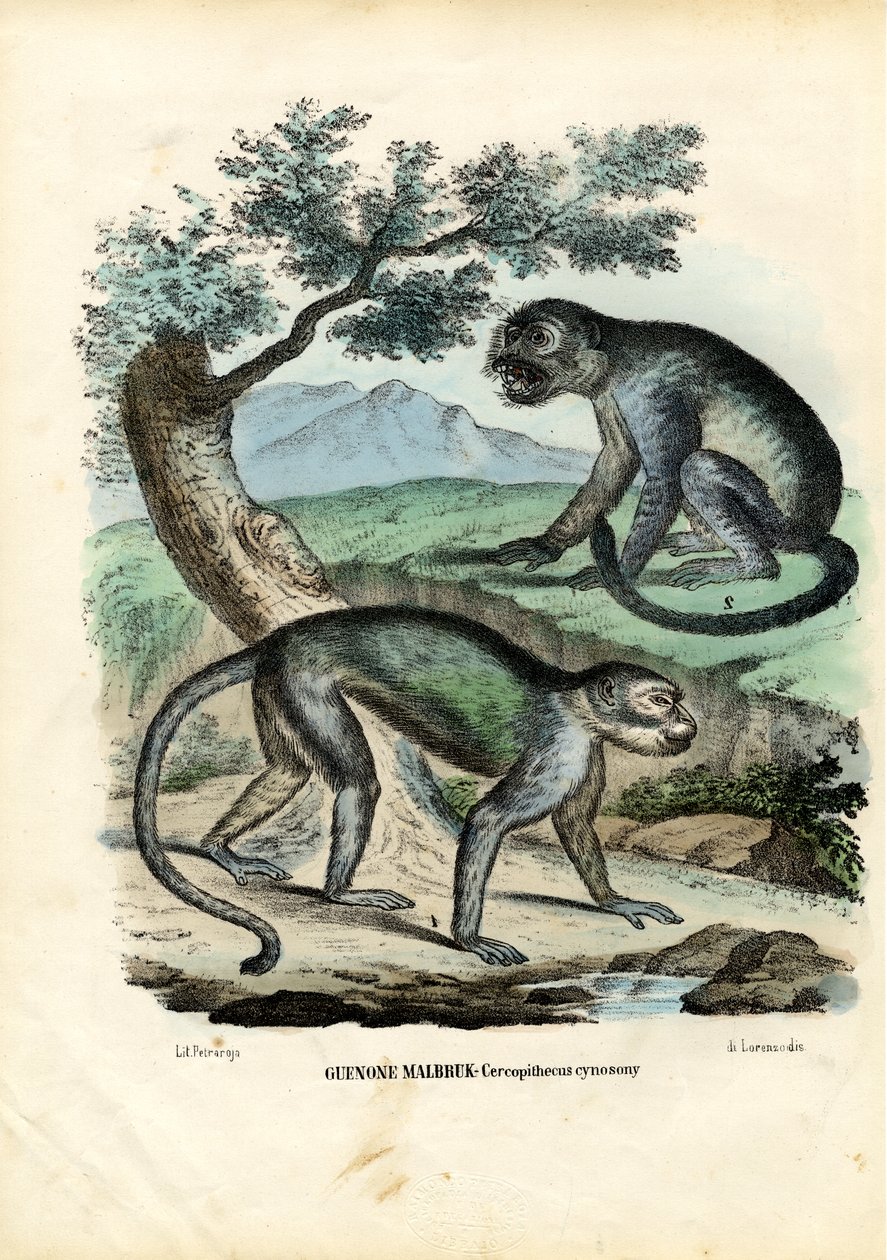 ಗ್ರೀನ್ ಅಥವಾ ಮಾಲ್ಬ್ರೂಕ್ ಮಂಕಿ, 1863-79 ಟರ್ಕ್ by Raimundo Petraroja