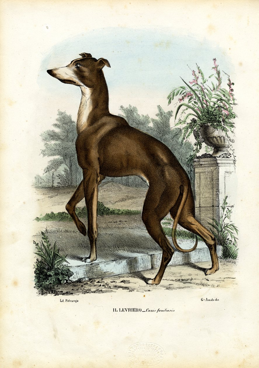 Tazı, 1863-79 by Raimundo Petraroja