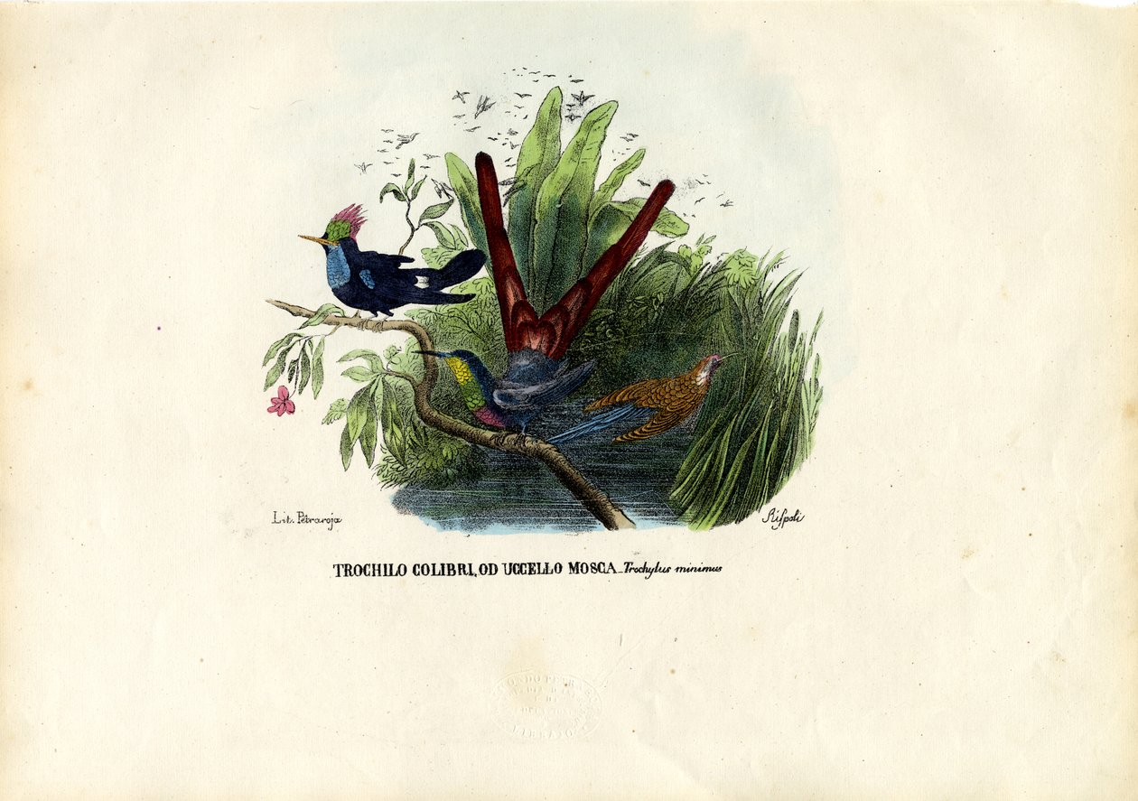 Sinek kuşları, 1863-79 by Raimundo Petraroja