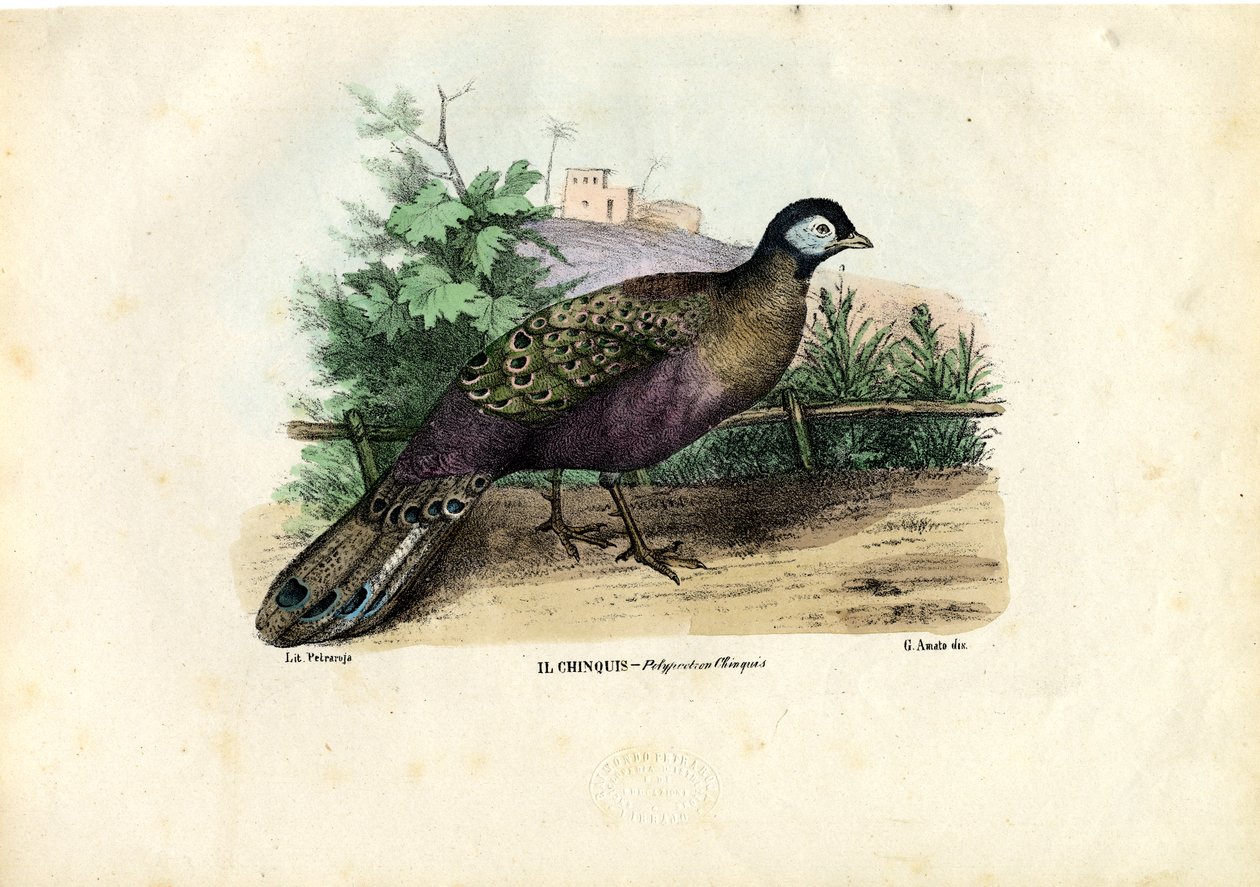 Hint Tavuskuşu, 1863-79 by Raimundo Petraroja