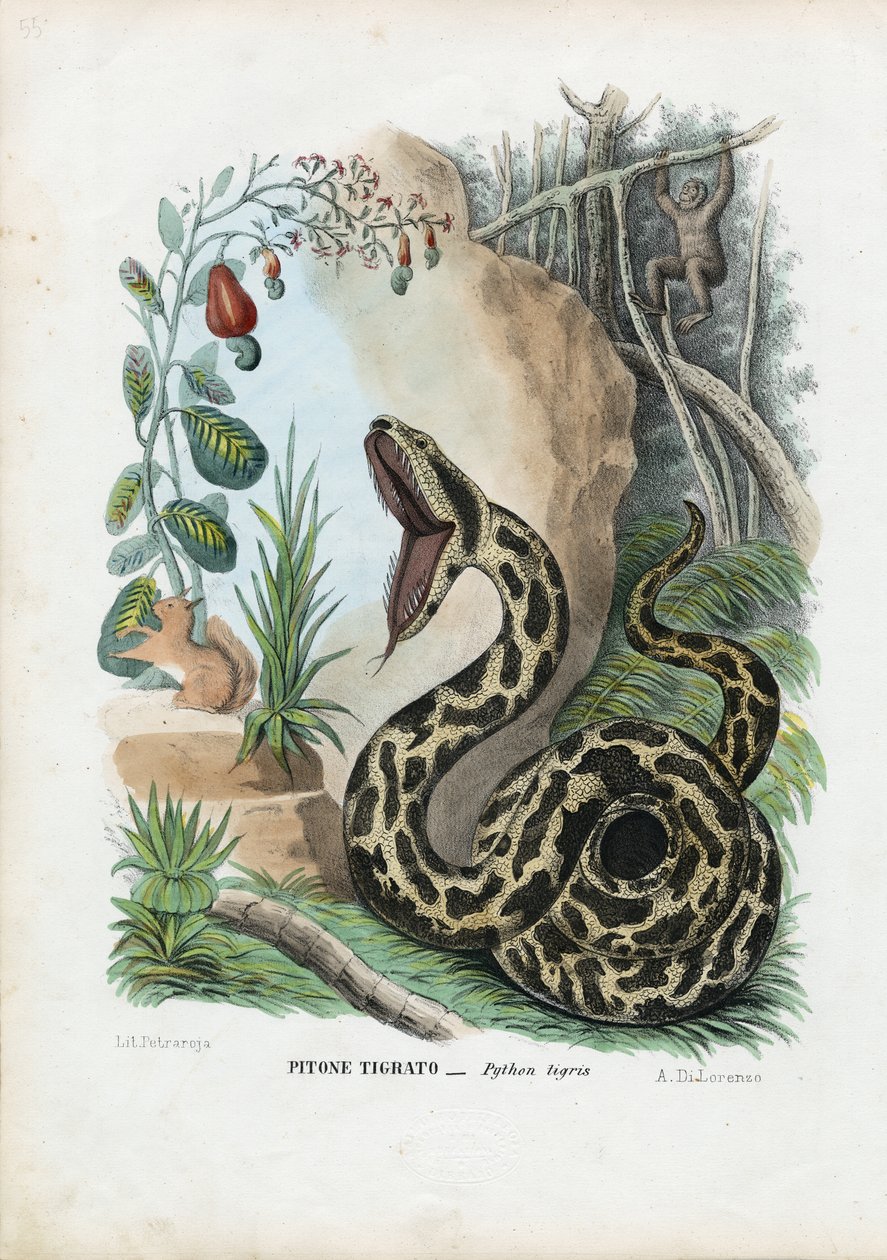 Hint Python, 1863-79 by Raimundo Petraroja