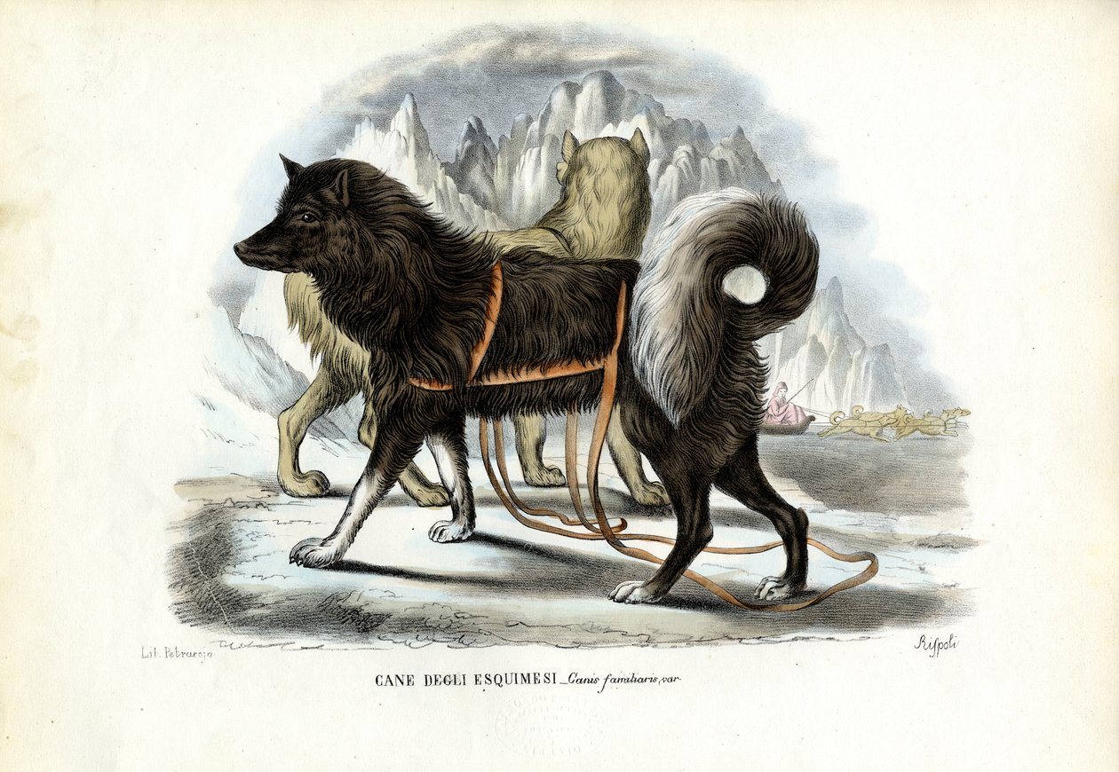 Eskimo Kızak Köpeği, 1863-79 by Raimundo Petraroja
