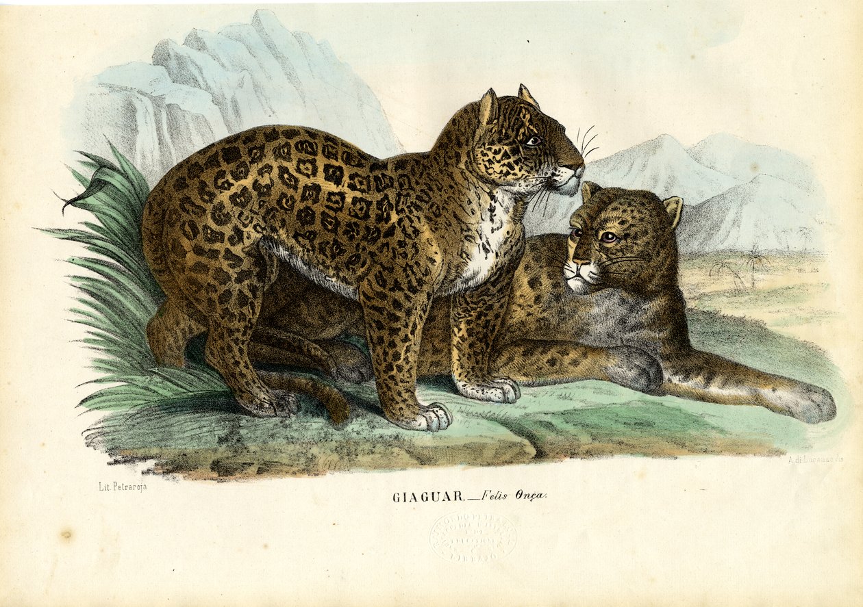 Jaguar, 1863-79 by Raimundo Petraroja