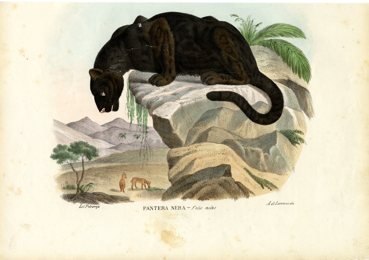 Genç Leopar, 1863-79 by Raimundo Petraroja