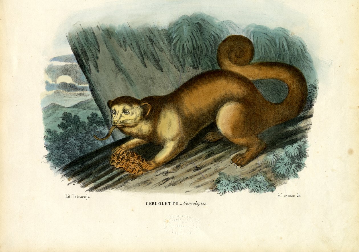 Kinkaju, 1863-79 by Raimundo Petraroja