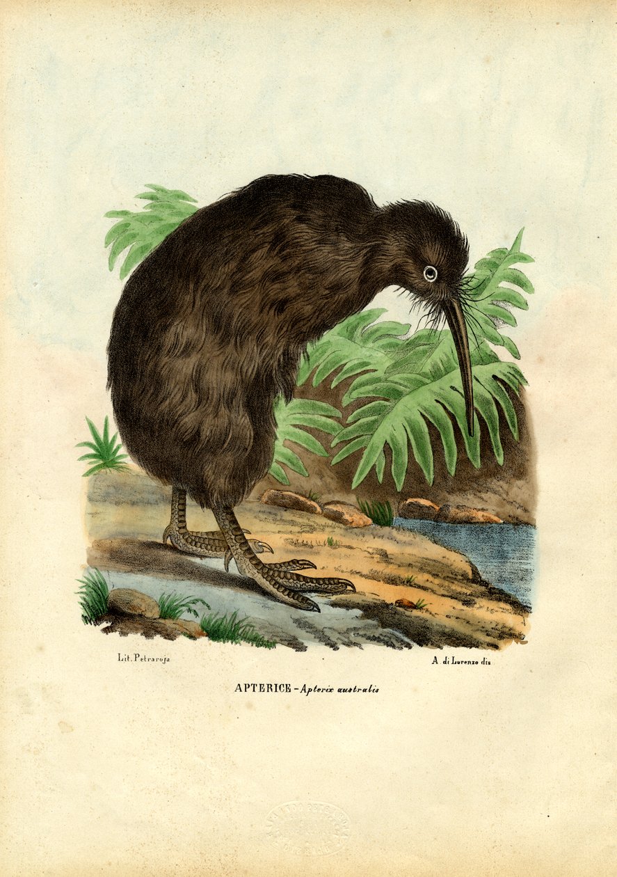 Kivi, 1863-79 by Raimundo Petraroja