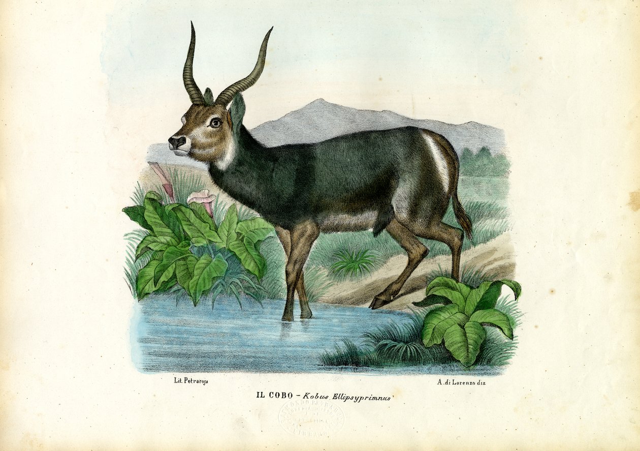 ಕಾಬ್, 1863-79 ಟರ್ಕ್ by Raimundo Petraroja