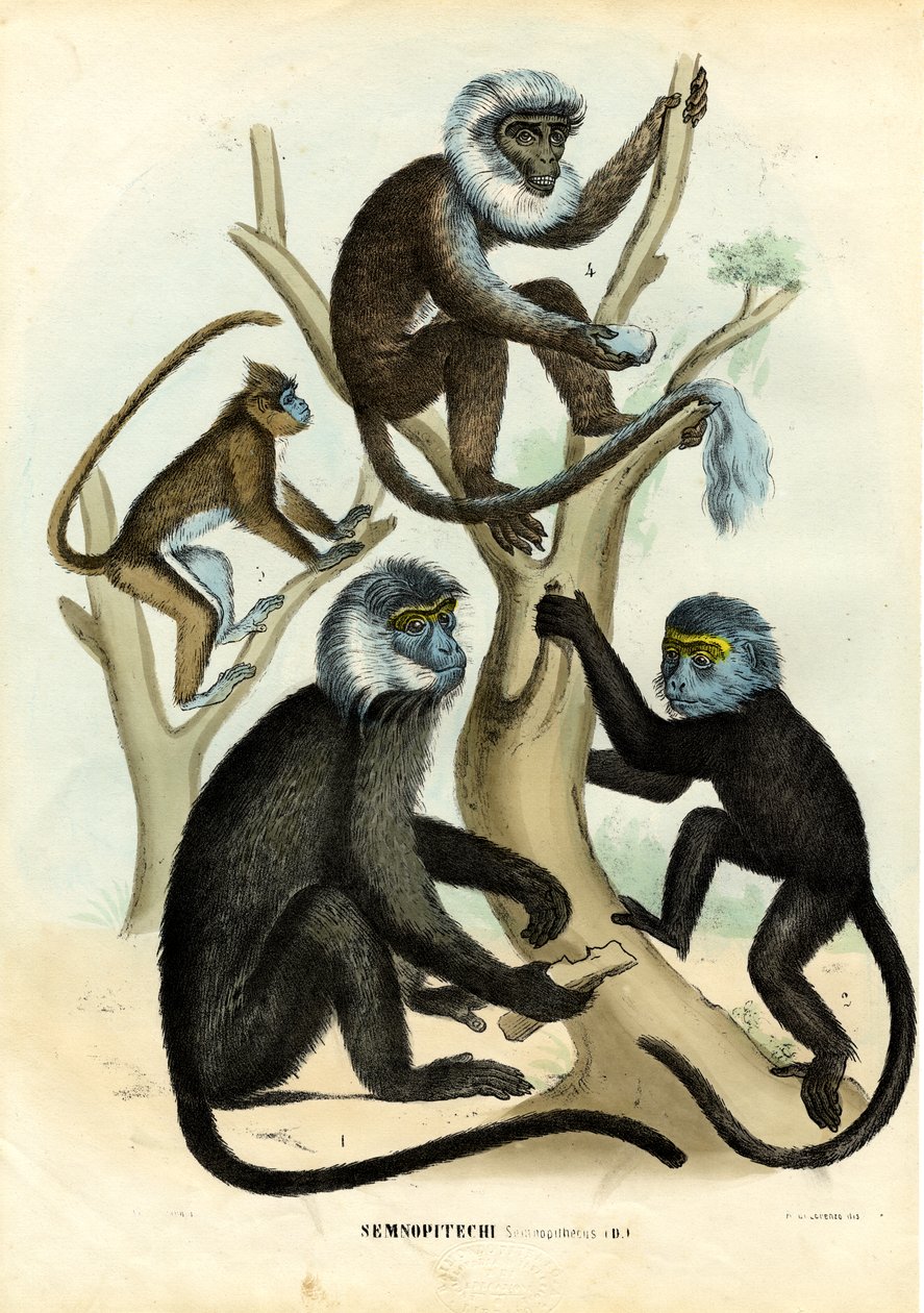 Langurs, 1863-79 by Raimundo Petraroja