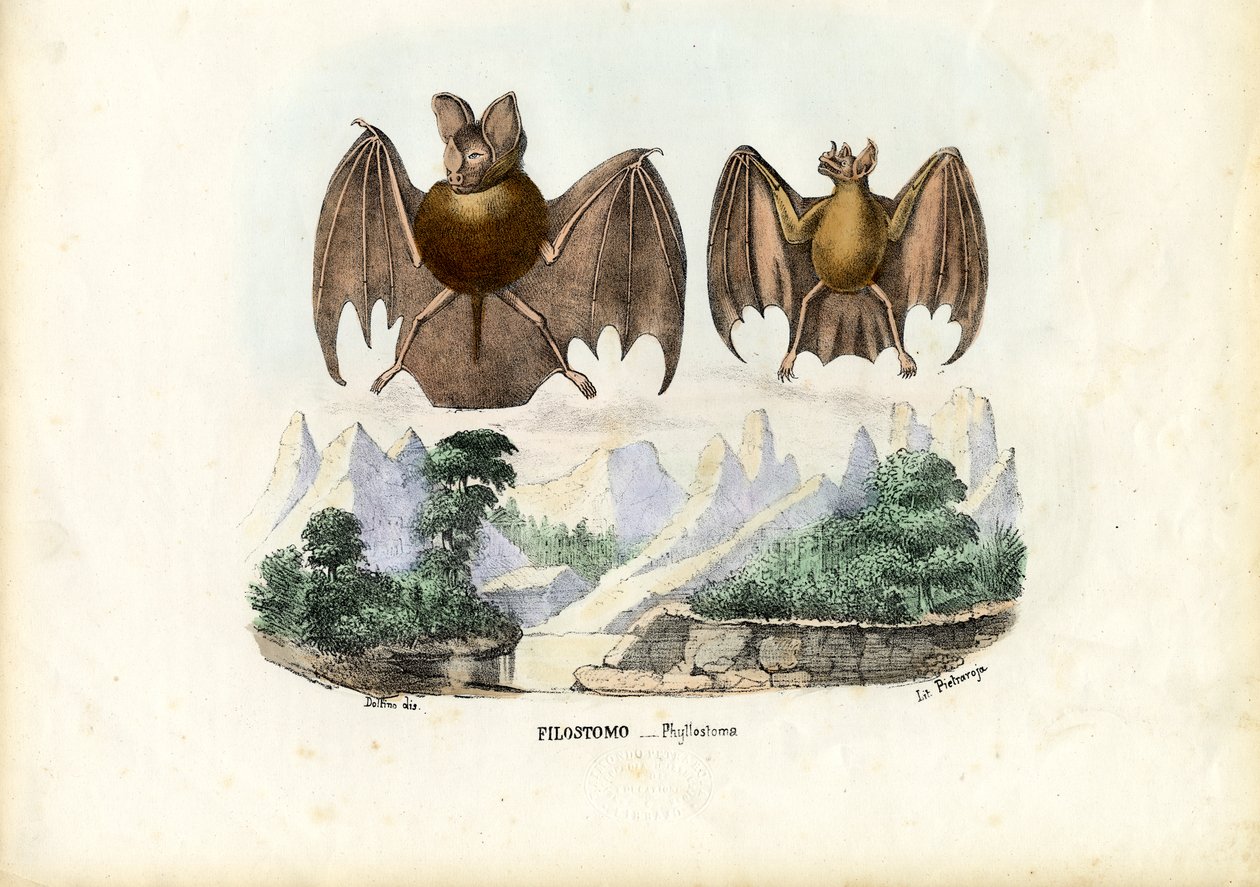 Yaprak Burunlu Yarasalar, 1863-79 by Raimundo Petraroja