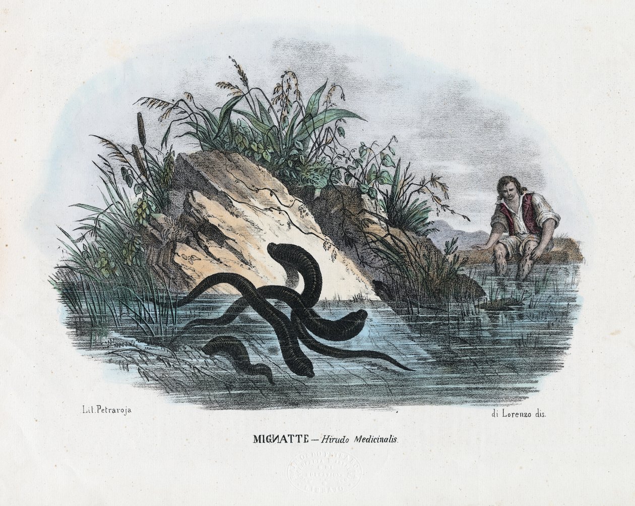 Sülükler, 1863-79 by Raimundo Petraroja