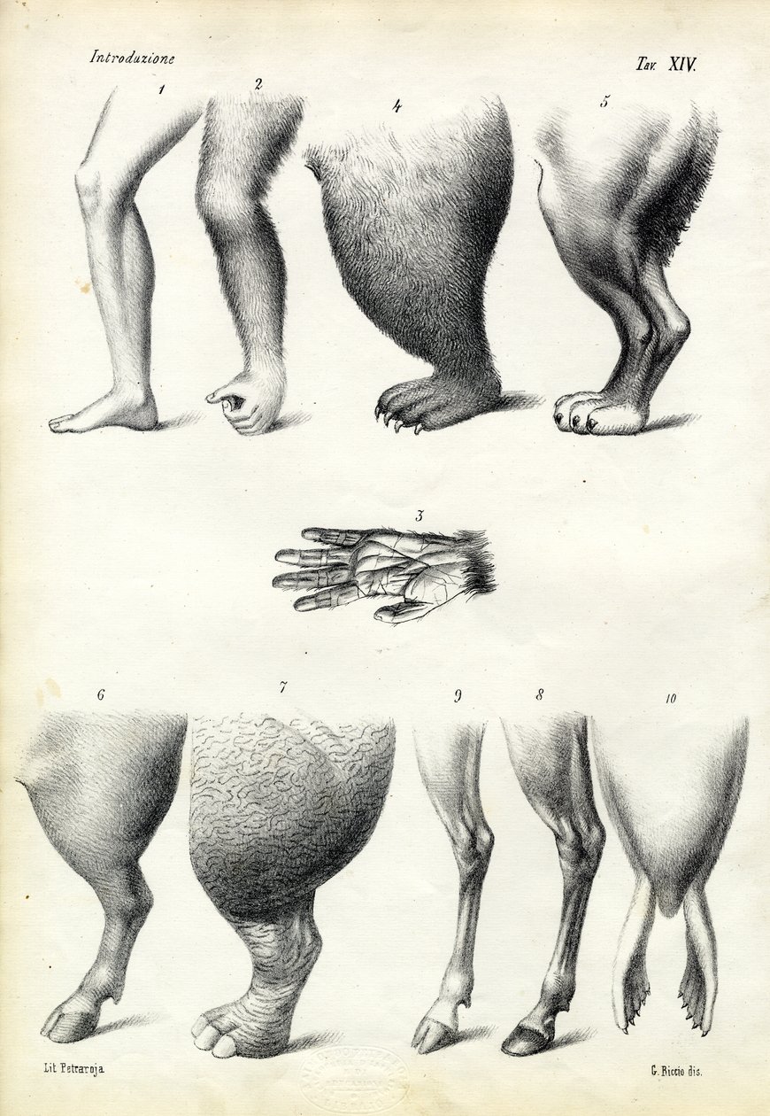 Bacaklar, 1863-79 by Raimundo Petraroja