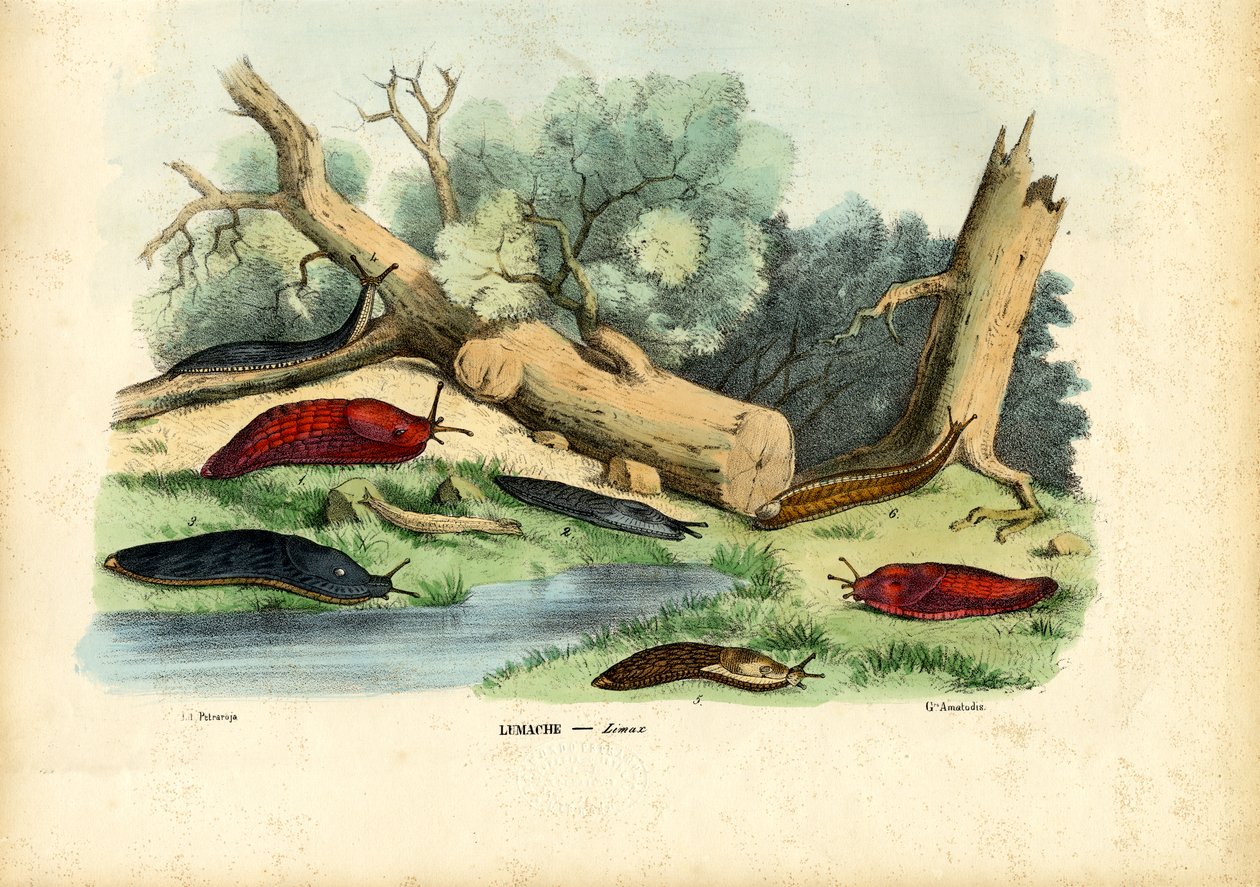Limax Salyangoz, 1863-79 by Raimundo Petraroja