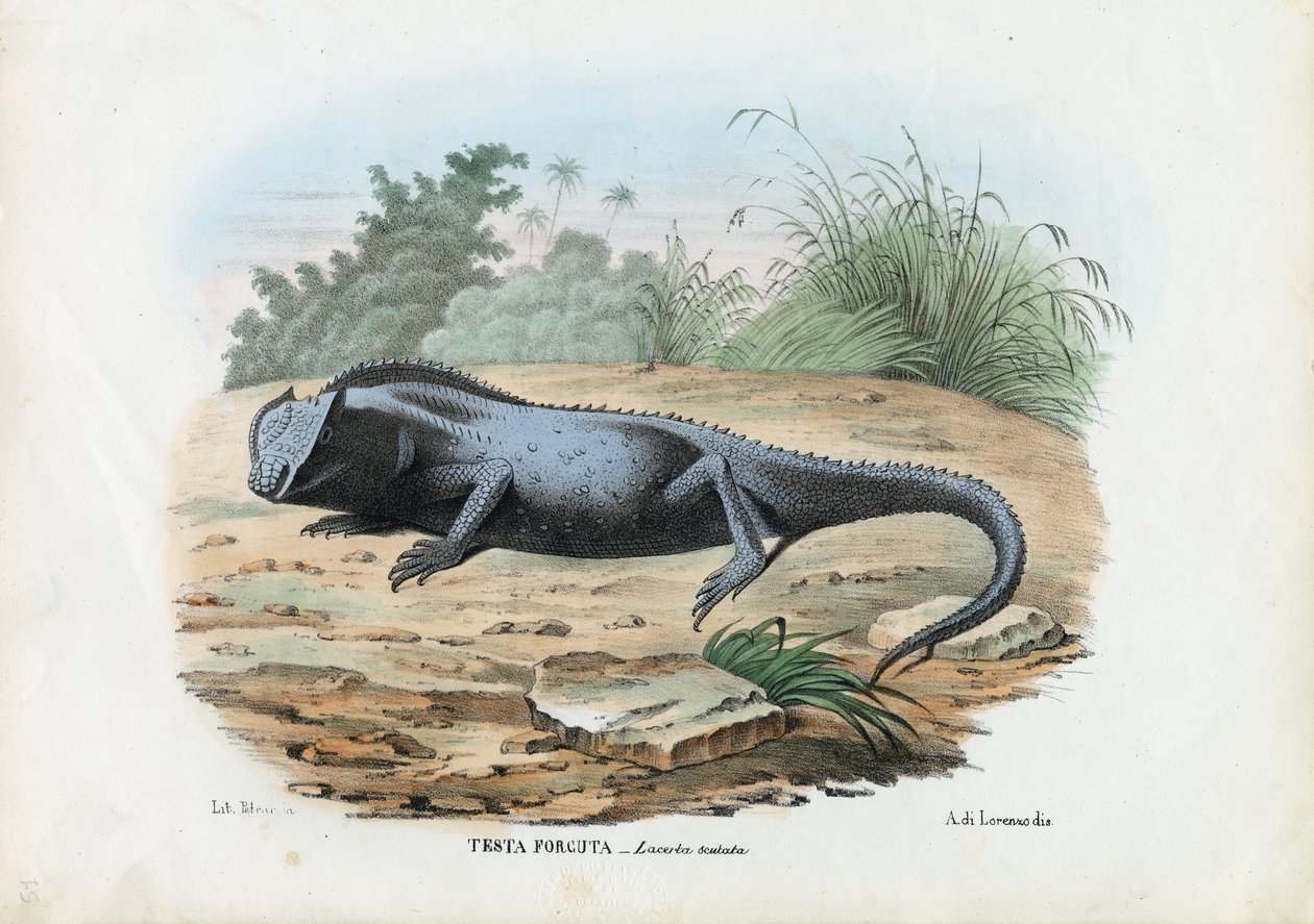Kertenkele, 1863-79 by Raimundo Petraroja