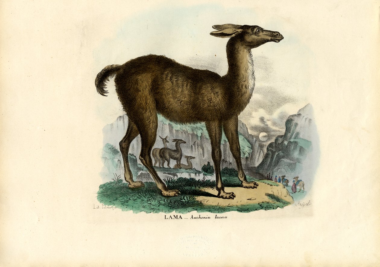 Lama, 1863-79 by Raimundo Petraroja