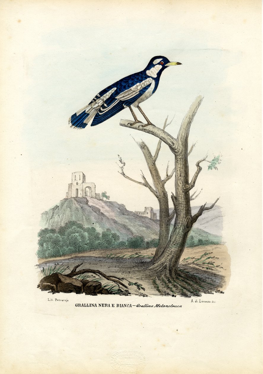 Saksağan-Lark, 1863-79 by Raimundo Petraroja