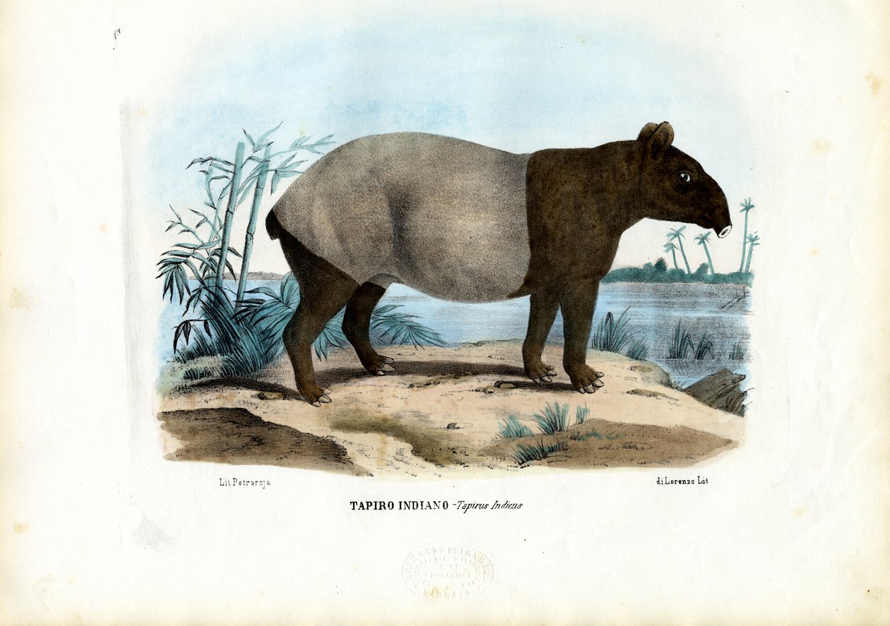 Malaya Tapiri, 1863-79 by Raimundo Petraroja