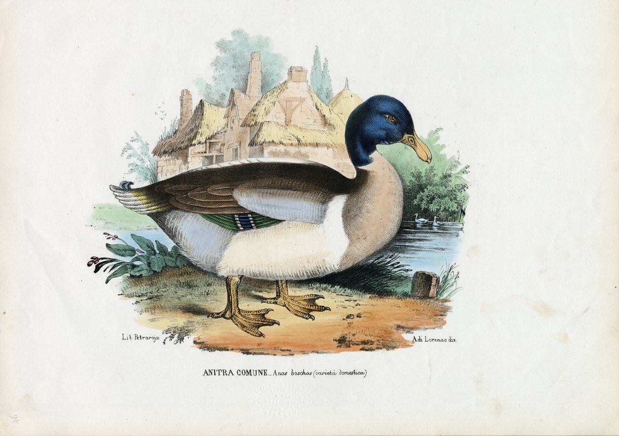 Mallard, 1863-79  by Raimundo Petraroja