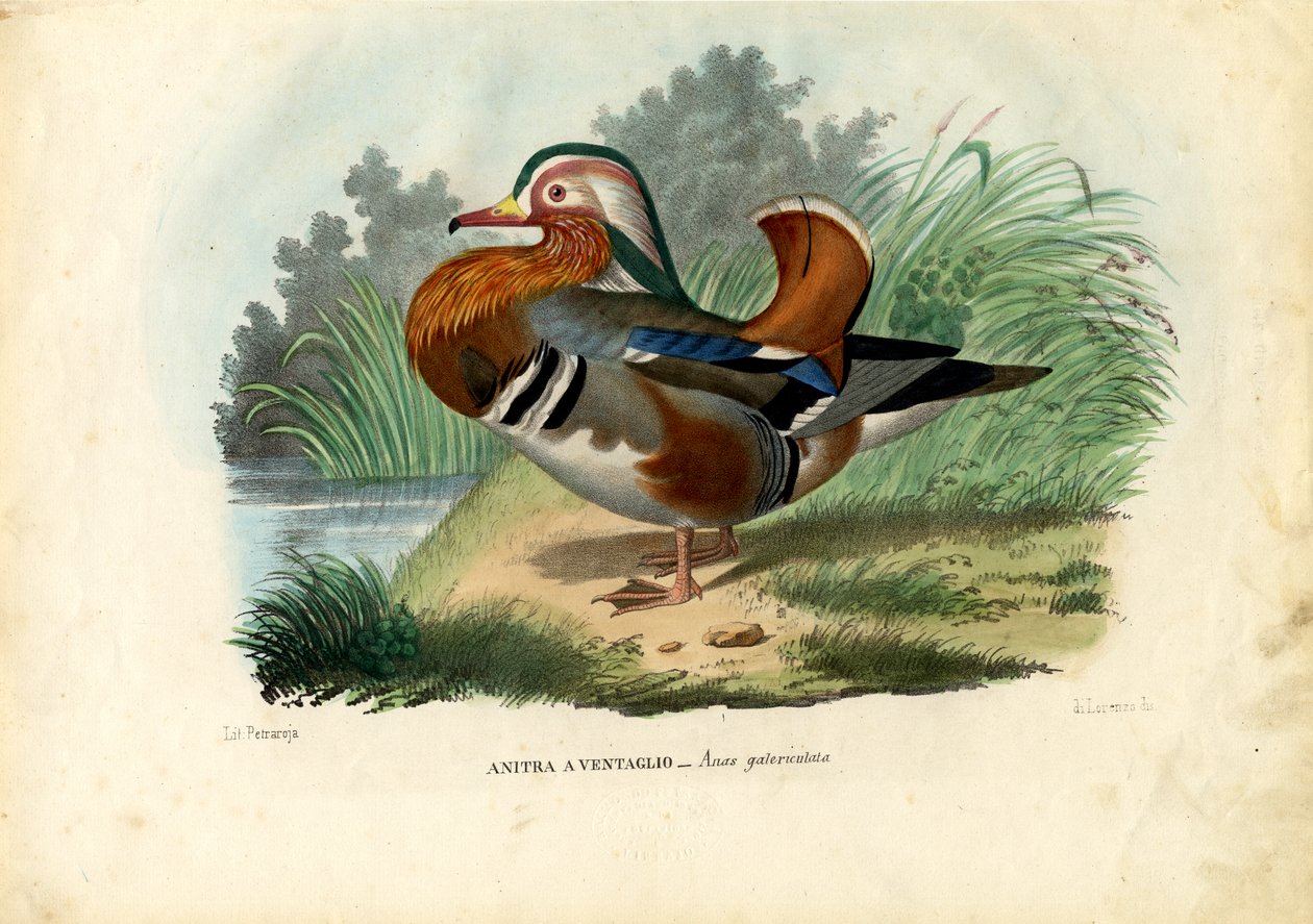 Mandalina Ördeği, 1863-79 by Raimundo Petraroja