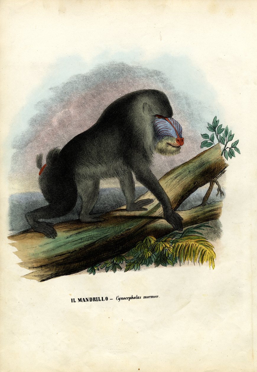 Mandril, 1863-79 by Raimundo Petraroja
