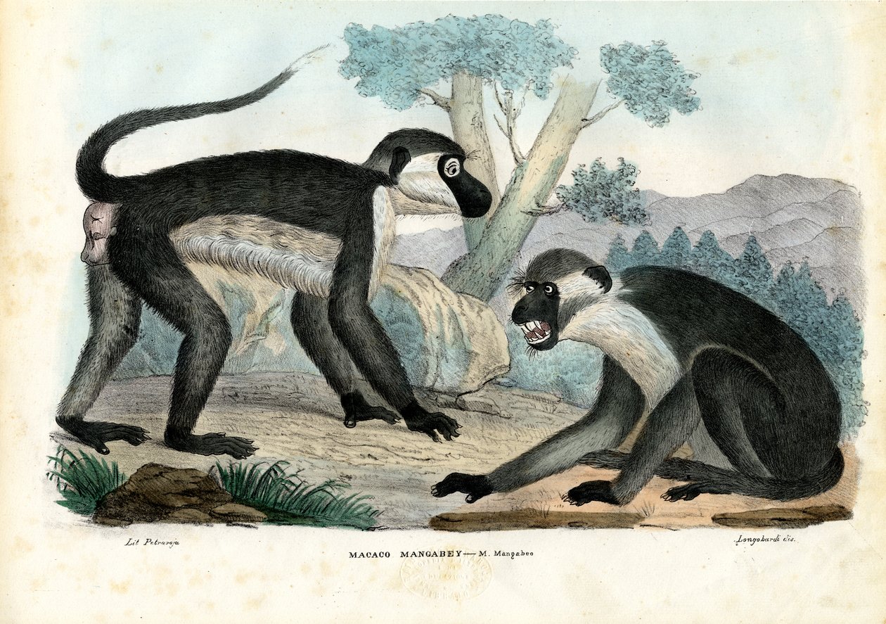 Mangabey, 1863-79 by Raimundo Petraroja
