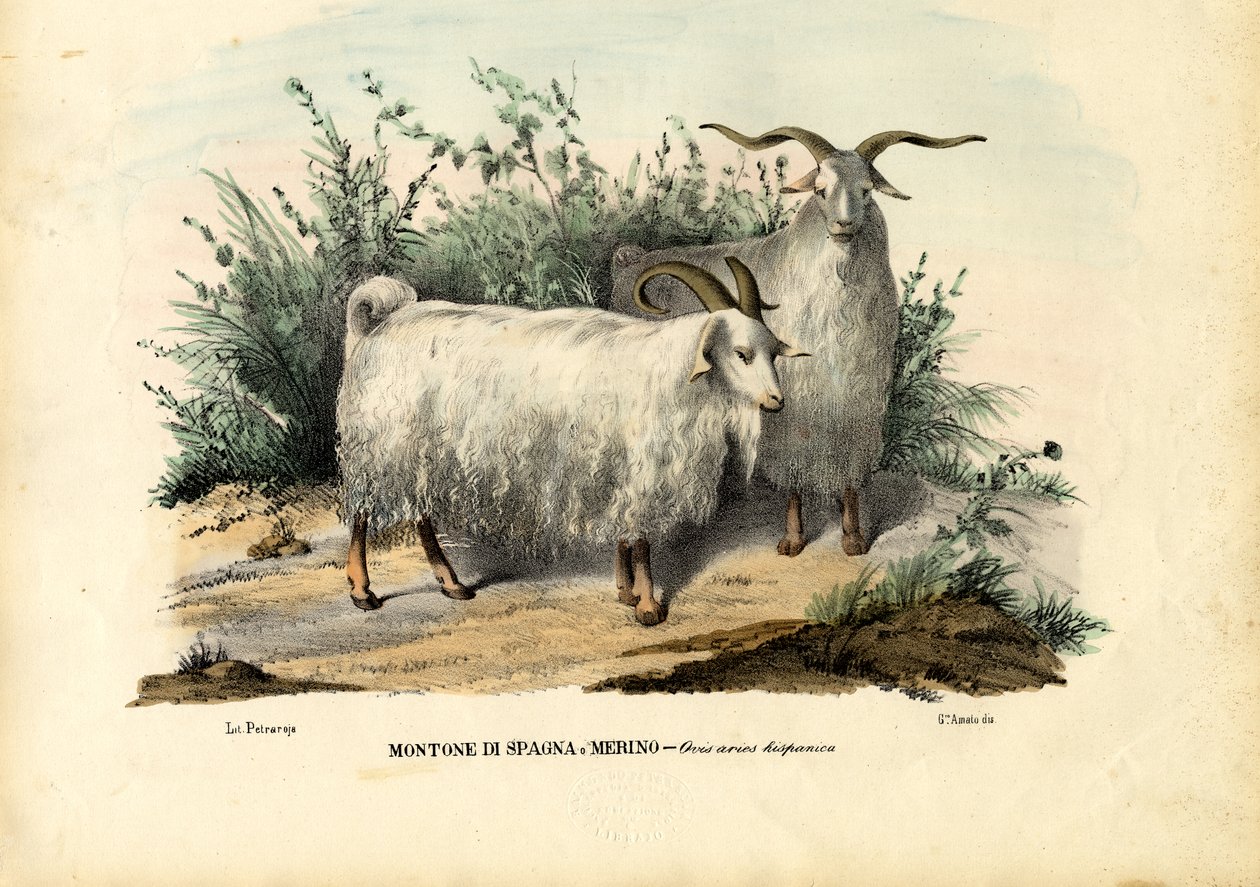 Merinos Koyunu, 1863-79 by Raimundo Petraroja