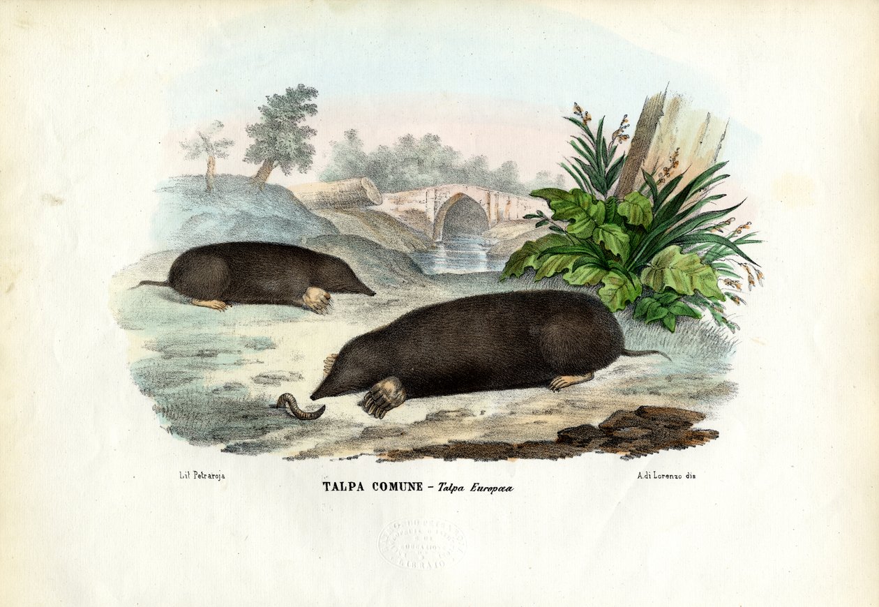 Köstebek, 1863-79 by Raimundo Petraroja