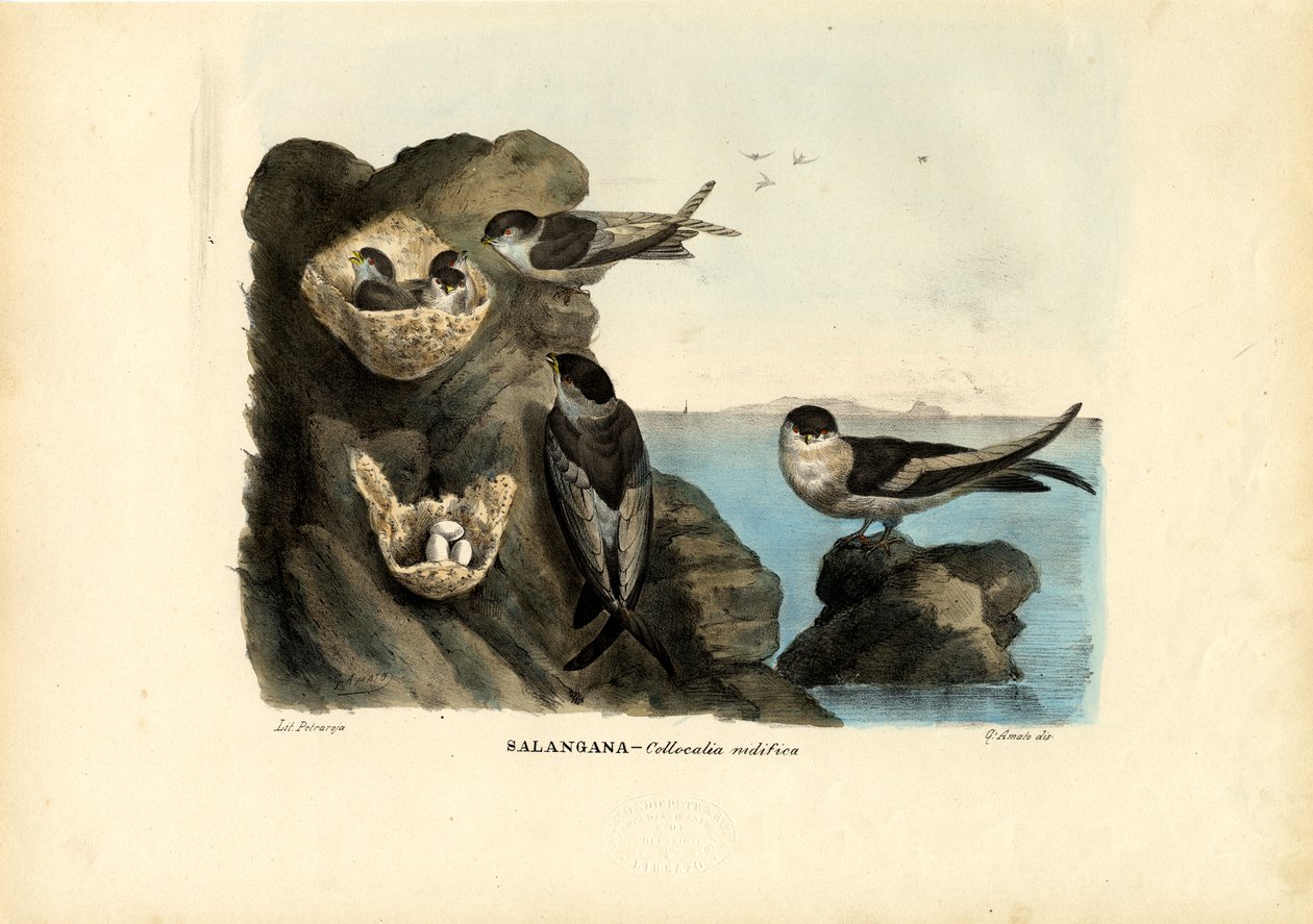 Mossy-Nest Swiftlet, 1863-79 by Raimundo Petraroja